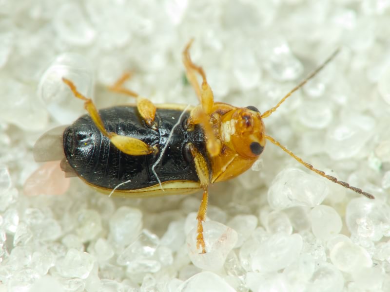 Cryptocephalus Geoffroy, 1762